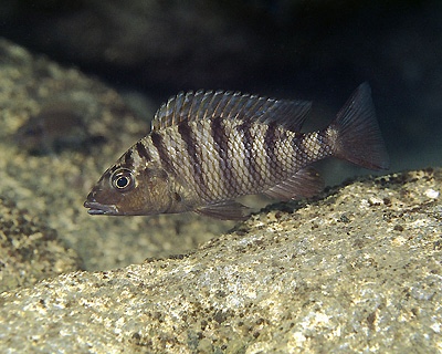 Jabarichromis pfefferi 'Kalila'